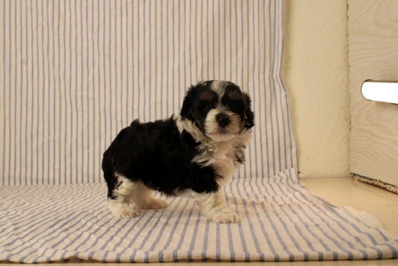 puppy, for, sale, Maltipoo, Matthew B. Stoltzfus, dog, breeder, Gap, PA, dog-breeder, puppy-for-sale, forsale, nearby, find, puppyfind, locator, puppylocator, aca